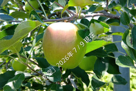 【予約販売】フレッシュ！フレッシュ！今年最初の収穫りんご！「恋空約3kg」栽培が少ない品種です。ネーミングも良いですが味も、夏りんごの魅力を是非/お届け後この暑さですので冷蔵庫にて保存お願いします。