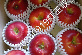 まもなく収穫！今も昔も思い出懐かし林檎「紅玉」約3kg　根強い人気品種　アップルパイ作りにも最適、型崩れしにくいですよ。酸味の魅力、甘味もね！