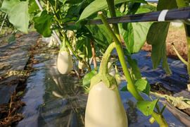 【朝採れ当日発送】とろ〜り 白ナス 6本入り 加熱でとろける食感 茨城県産 露地栽培