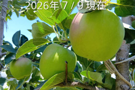 【先行予約】８月収穫夏りんご「しなのレッド約3kg入り 」夏の暑さで疲れた身体に酸味の魅力。虜になってしまう酸味ですよ！長野県オリジナル品種。私の夏のお薦め　到着後冷蔵庫で保存お願いします。