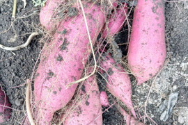 （予約）ホクホク美味しい！　京都府産　紅はるか　5kg