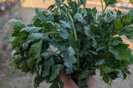 イタリアンパセリ　フレッシュ　100g