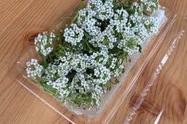 お料理を華やかに、アリッサム30房、エディブルフラワー