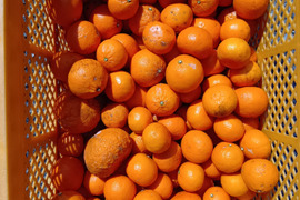 見た目は悪くても農薬は使わんモン！熊本の完熟農6号4kg　　　　　　　　　　　　　　　　　　　　　　　　（化学肥料不使用／農薬不使用）