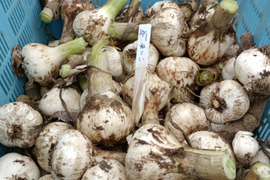 新鮮！青森出身の生産者が作った【にんにく】1kg