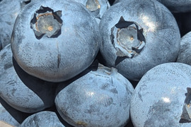 【農薬*除草剤を使わずに育てました】2026産完熟　冷凍ブルーベリー極大粒 500g　ハイブッシュ系