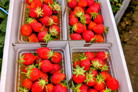 【幻の品種】「おとめ心」完熟いちごSサイズ【約1.2kg入】