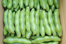 茨城県産 ソラマメ 三粒鞘 約4kg 鞘付 朝収穫して当日発送