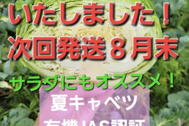 サラダにもオススメ！甘味柔らか！有機JAS認証夏　キャベツ　２キロ前後【夏セール！】