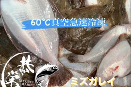 マガレイ、ミズガレイ、宗八カレイ食べ比べBOX ‼️［−60℃真空急速冷凍］