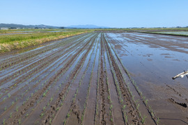 令和6年産　新米　まっしぐら　白米　9kg （60合）