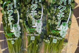【根付き1kg】通年栽培！！茨城県産NO.1の今朝獲れ新鮮パクチー(*☻-☻*)