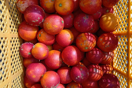 見た目は悪くても農薬は使わんモン！熊本の完熟ブラッドオレンジ4kg　　　　　　　　　　　　　　　　　　　　　　　　（化学肥料不使用／農薬不使用）