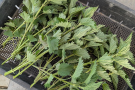ハーブで健康生活 ネトル フレッシュ 150g