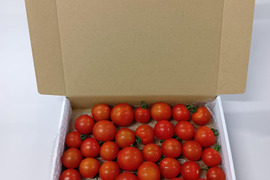 夏の霧のトマト　1.5㎏バラ売り