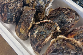 三重県産 生食用 天然 岩牡蠣 （Sサイズ100～150g）（8個入り）
期間限定販売 牡蠣 貝類 海鮮バーベキューに BBQ