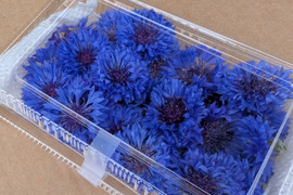エディブルフラワーでお料理を華やかに コーンフラワー フレッシュ ブルー 30輪
