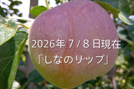 【先行予約】８月収穫の夏りんご是非お試し下さい。「しなのリップ約5kg」長野県オリジナル品種。果汁が多く甘味と酸味のバランスが良い品種です。夏りんごの魅力お届けします。お届け後冷蔵庫にてお願いします。