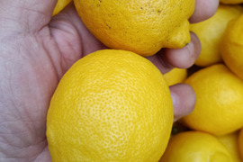激安広島県産レモン🍋防腐剤不使用　皮ごと使える 訳あり三級品  10kg即日発送可能