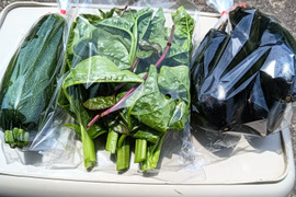 リューネファームの野菜お試しセット