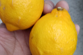 防腐剤、ワックス不使用　皮ごと使用激安広島県産レモン 訳あり品 5ｋg即日発送可能