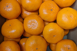 【味に自信あり：数量限定】甘味と酸味のバランスがとれたまる美農園の濃厚早生みかん（3㎏）