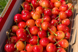 ‼️限定20セット週末特別超特価‼️【朝どれ】《佐藤錦》さくらんぼ 山形県東根産 500g ミックスサイズ　訳あり品