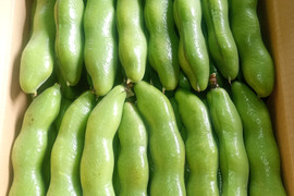 茨城県産 ソラマメ 三粒鞘 約1.3kg 鞘付 朝収穫して当日発送