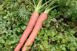 自然栽培　農薬不使用　無肥料　固定種  人参　【金時人参】2キロ　農園からほりたて土付き直送　固定種金時人参