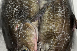 今が旬! 三陸産　オス（白子付）真鱈2.5〜3kg前後×2尾