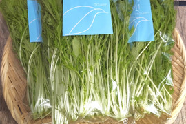 【農薬・化学肥料不使用】瑞々しくて新鮮な水菜！250g×4袋