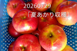 今年もきました！収穫始めます！！「夏あかり 約5㎏」夏の人気品種。長野県生まれ。小さな可愛いりんごですが味は貴方を虜にします！！夏りんごの魅力お届けします。到着後保存は冷蔵庫でお願いします。