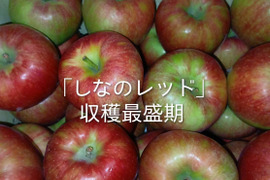 最終収穫！「夏あかりとしなのレッド2品種アソート約3㎏」甘さと酸味の食べ比べ。夏りんごの魅力お届けします。到着後保存は冷蔵庫でお願いします。