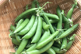 ！7日間限定！お買得価格☆自然栽培スナップエンドウ1ｋｇ