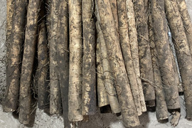 青森のおいし〜い　ごぼう　４kg　太め（直径3〜4センチ前後）