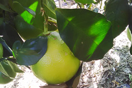 ベルガモット　1ｋｇ　ライム　１ｋｇ　レモン　１ｋｇ　セット