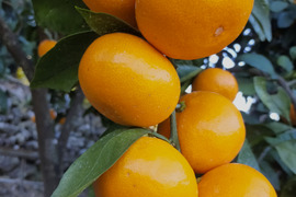 有田みかん【大玉】8kg（箱込）