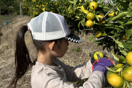 愛農園🍊の八朔！！5Kg！！