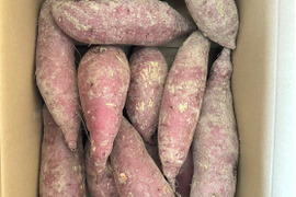 富山県南砺市立野原産赤土べにはるか5kg