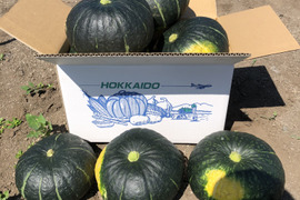 [超プレミア]北海道千歳育ち！完熟ホクホク濃厚甘み南瓜！1玉
