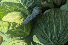 甘いキャベツとくみつ　寒玉２玉