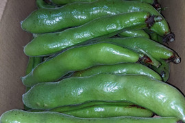「新鮮！」そら豆 約1.5Kg （約30本〜約35本 大きさ不揃い）