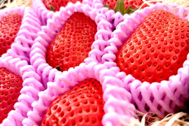 【日時指定・熨斗可】雪国が育てた「鮮烈」な紅の輝き。寺本果樹園の厳選プレミアムいちご（400g）（8〜15粒）【冬ギフト】【福袋】【ゲン担ぎ福袋】【イチゴ】