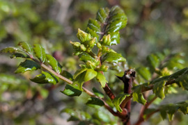 山椒の新芽（生）葉付き　約10本　農薬一切不使用　天然栽培