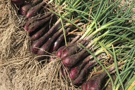 【長岡産】赤ラッキョウ(2kg)