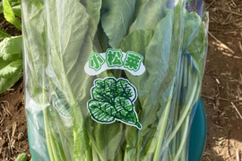 小松菜5袋（1kg）◆農薬・化学肥料・動物性堆肥不使用