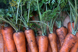 甘い！葉付きにんじん3キロ