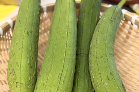 【朝採り】つくば産・農薬不使用 食用ヘチマ（丸ヘチマ）［2本入り］とろける甘み【当日発送・個包装】