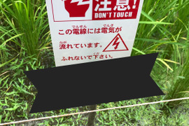猪から守り抜いたお米[コシヒカリ 10kg][新米][玄米][一等米]