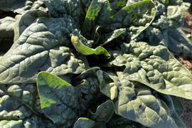 ちぢみほうれん草　200gを6袋